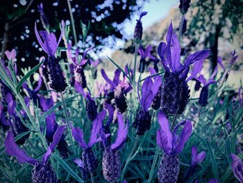 Close-up of purple flowering plants on field