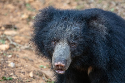 Sloth bear