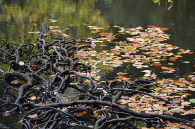 High angle view of leaves and tree in lake