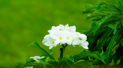 Close-up of white flowers in park