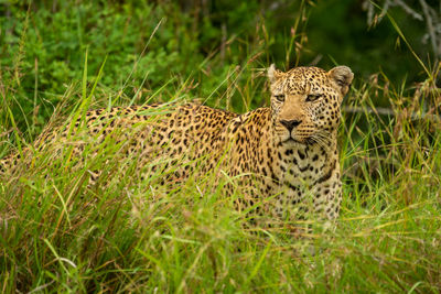 Leopard stands in long grass looking left