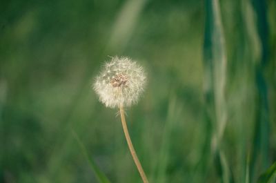 Close-up of flower growing outdoors