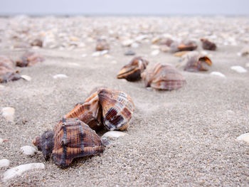 Close-up of shells on sand at beach