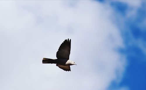 Low angle view of dove flying in sky