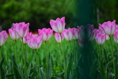 Close-up of pink flowering plants on field