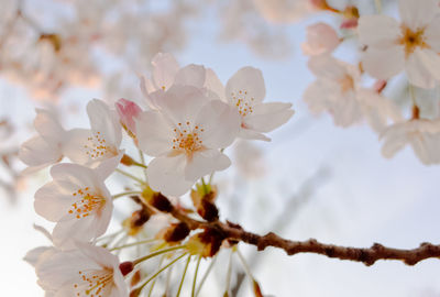 Low angle view of cherry blossom tree