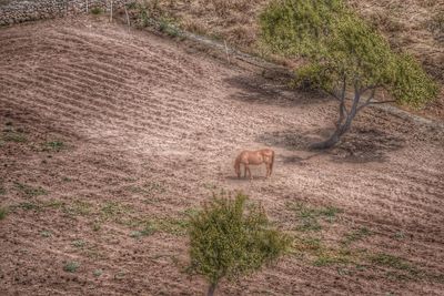 Dog on grassy field