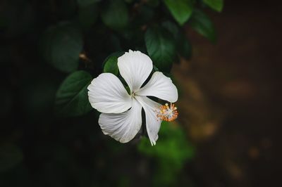 flowering plant