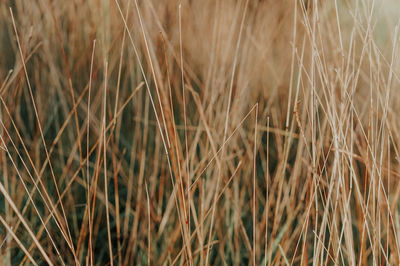 Close-up of stalks in field