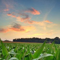 field