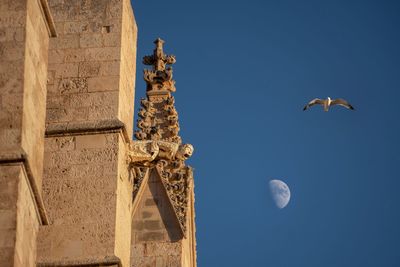 Low angle view of birds flying against clear blue sky