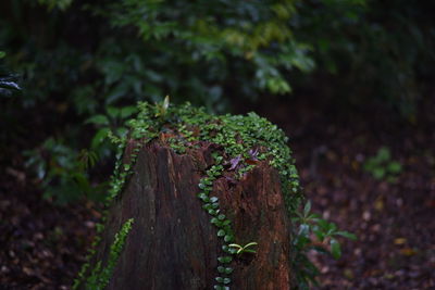 Plants growing on tree stump at forest