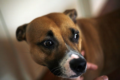 Close-up portrait of a dog at home