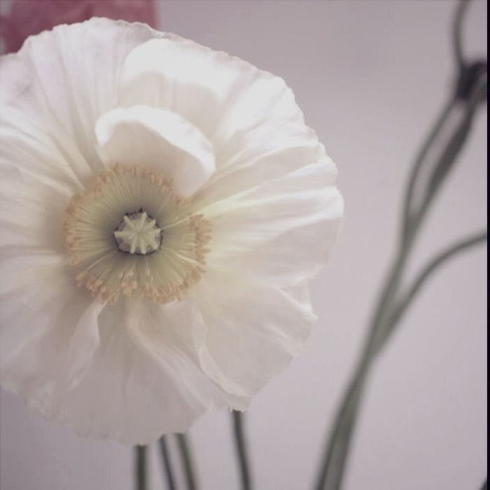 flower, flower head, petal, fragility, white color, freshness, close-up, single flower, beauty in nature, focus on foreground, nature, white, growth, pollen, blooming, softness, stamen, selective focus, in bloom, no people