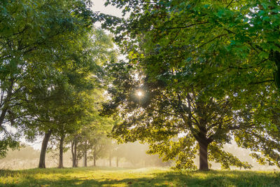 Trees in grass