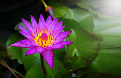 Close-up of pink water lily