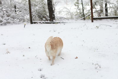 White dog navigating through snowy ground