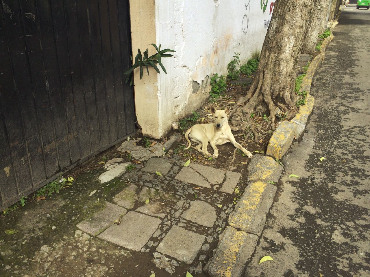 HIGH ANGLE VIEW OF DOG ON SIDEWALK