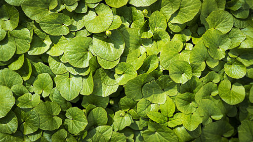 Green natural background of fresh green leaves close up