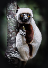 Lemur eating a banana in madagascar