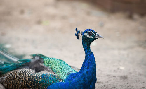 Close-up of peacock