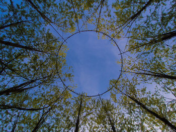 Low angle view of trees against sky