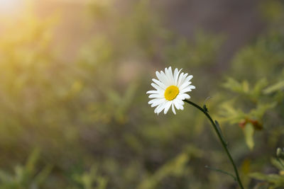 Close-up of white daisy flower