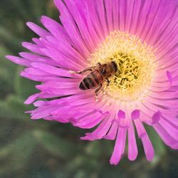 Close-up of bee on pink flower