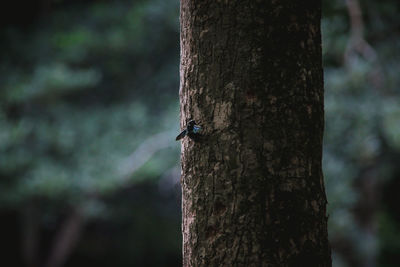 Close-up of insect on tree trunk