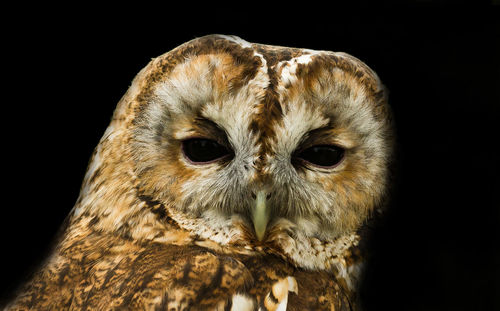 Close-up portrait of owl against black background