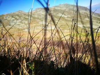 Close-up of stalks against blurred background