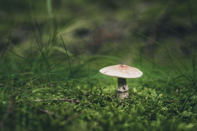 Close-up of mushroom growing on field