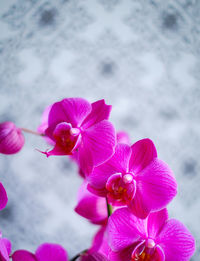 Close-up of pink flowers against sky