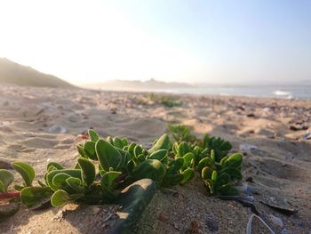 Close-up of grass growing on beach