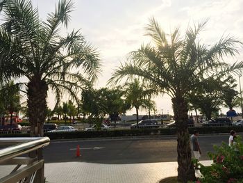 Trees against cloudy sky