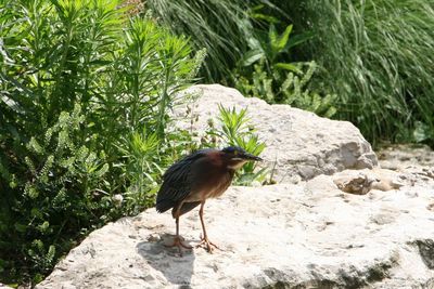 Bird perching on rock by tree