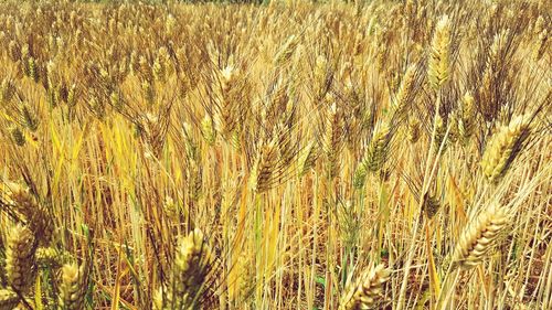 Full frame shot of wheat field