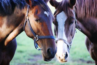 Close-up of horse in field