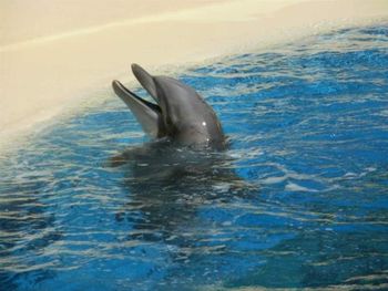 Duck swimming in sea