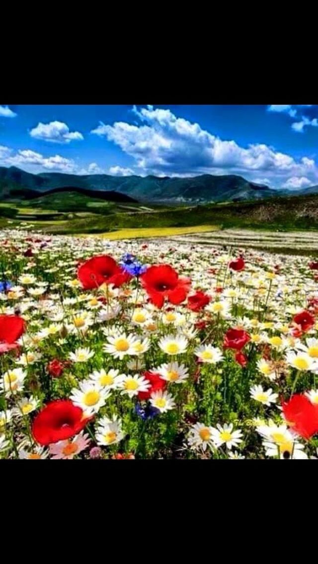 flower, sky, mountain, landscape, beauty in nature, cloud - sky, tranquil scene, nature, tranquility, mountain range, scenics, transfer print, cloud, field, plant, growth, cloudy, fragility, auto post production filter, horizon over land