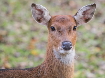 Portrait of giraffe on field