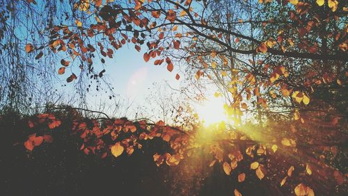 Sun shining through trees