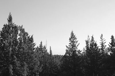 Trees in forest against clear sky