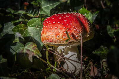 Close-up of fly agaric mushroom