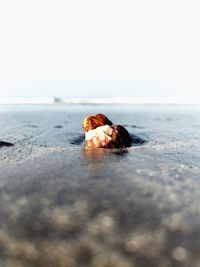 View of crab on beach against clear sky