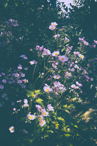 Flowers blooming in park