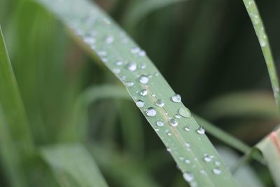 Close-up of water drops on leaves