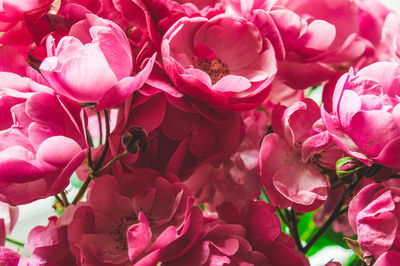Close-up of pink flowers