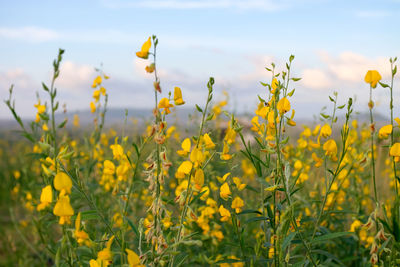 Yellow flowering plants on field against sky