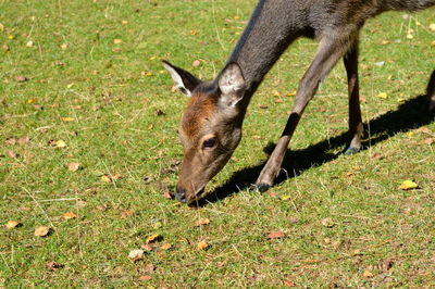 Close-up of horse on field